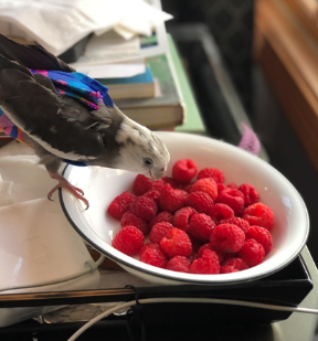 Cockatiel Pikachu eating berries